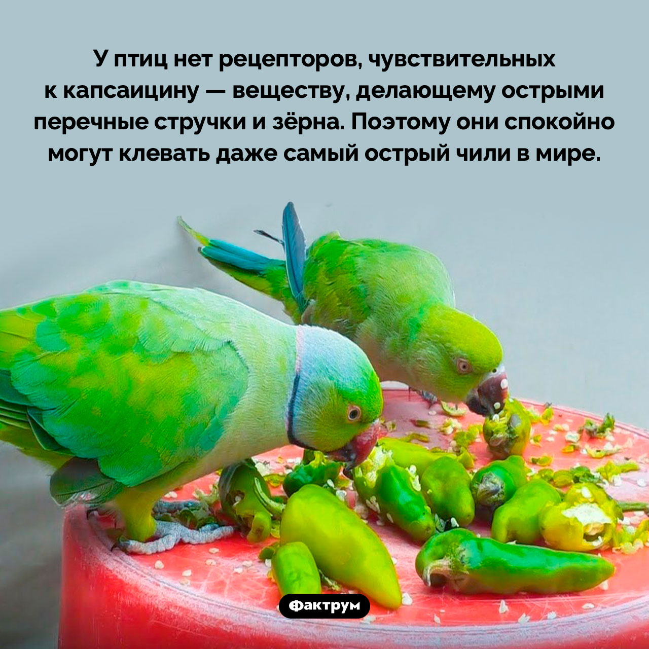 Птицы могут питаться зёрнами перца чили
