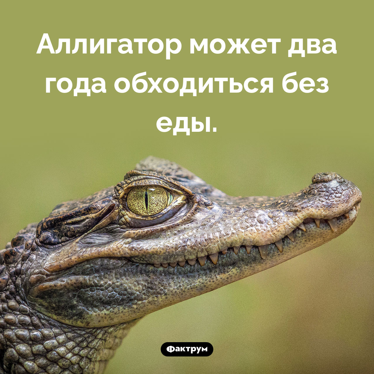 Сколько времени аллигатор может не есть