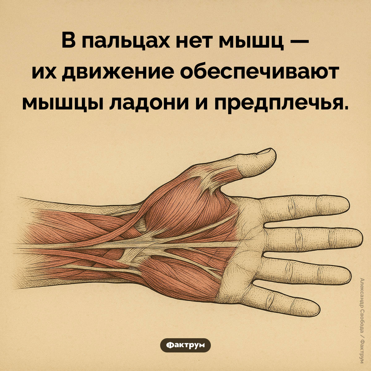 В пальцах нет мышц. В пальцах нет мышц — их движение обеспечивают мышцы ладони и предплечья.