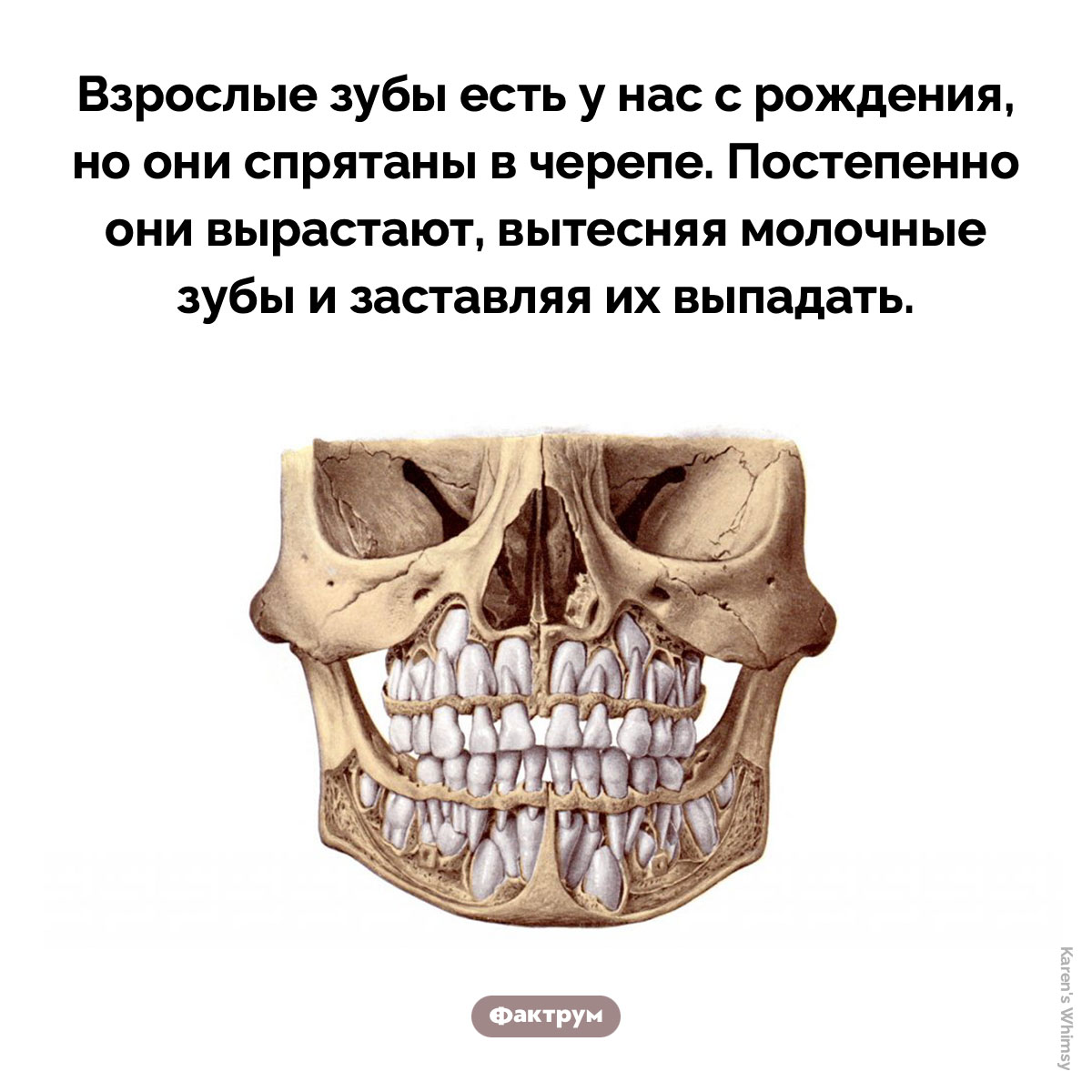 Взрослые зубы. Взрослые зубы есть у нас с рождения, но они спрятаны в черепе. Постепенно они вырастают и опускаются, вытесняя молочные зубы и заставляя их выпадать.