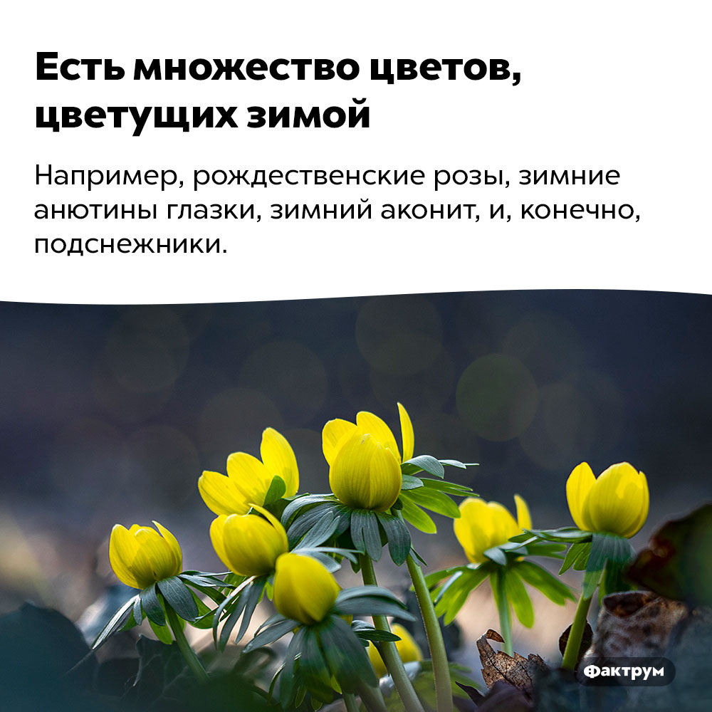 Есть множество цветов, цветущих зимой. Например, рождественские розы, зимние анютины глазки, зимний аконит и, конечно, подснежники.