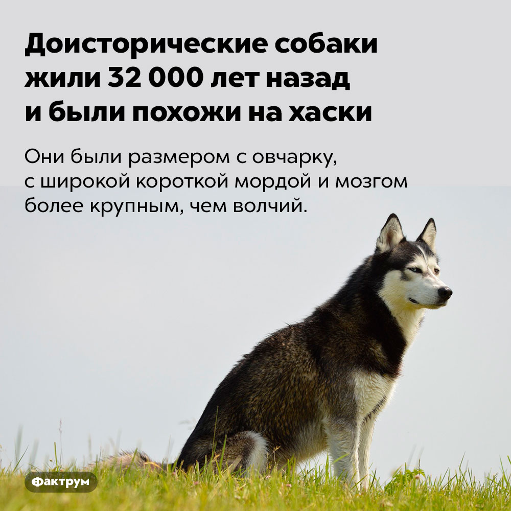 Доисторические собаки жили 32 000 лет назад и были похожи на хаски. Они были размером с овчарку, с широкой короткой мордой и мозгом более крупным, чем волчий.