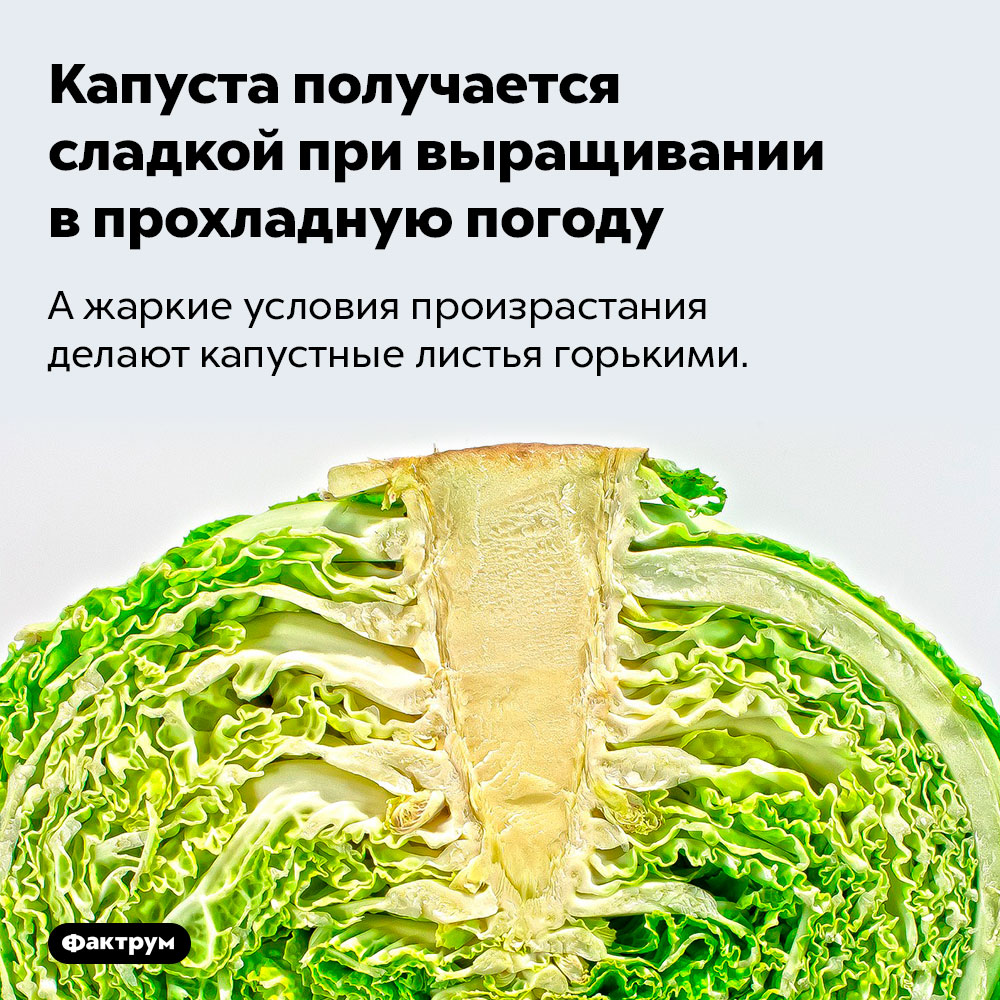 Капуста получается сладкой при выращивании в прохладную погоду. А жаркие условия произрастания делают капустные листья горькими.