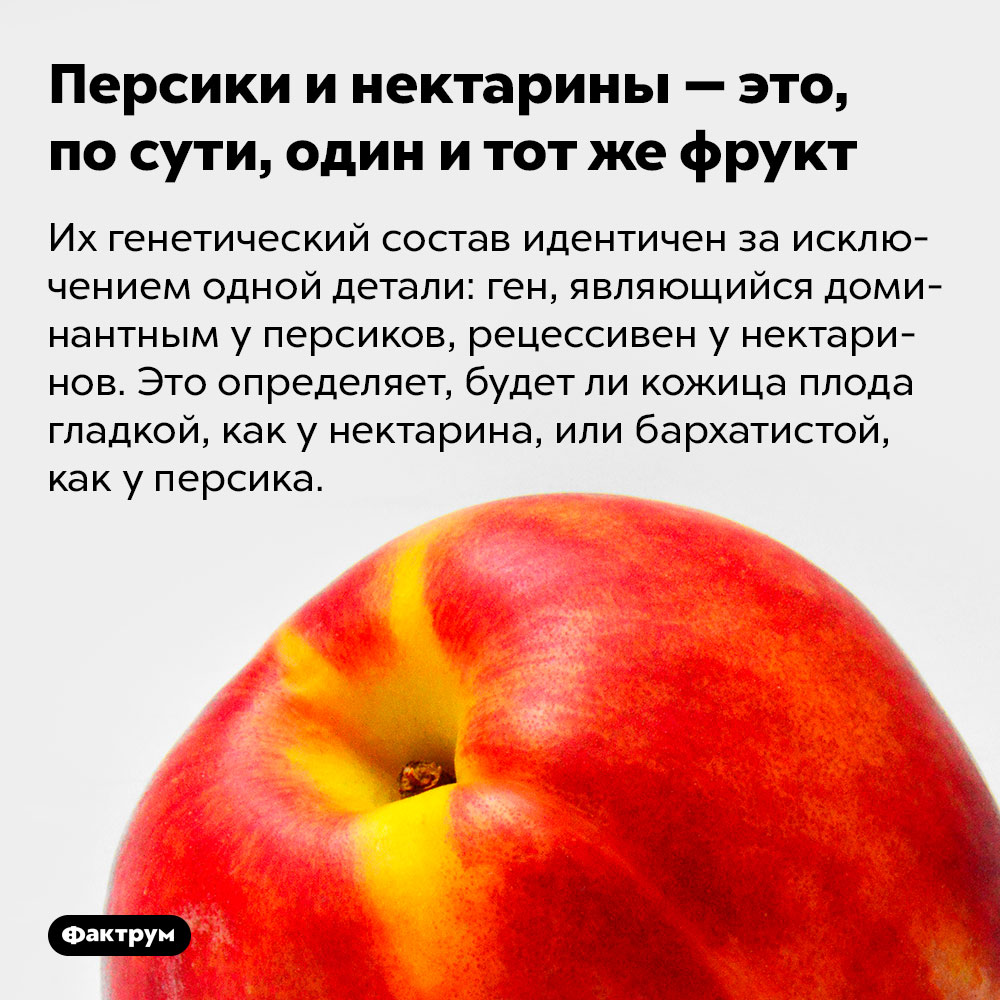 Персики и нектарины — это, по сути, один и тот же фрукт. Их генетический состав идентичен за исключением одной детали: ген, являющийся доминантным у персиков, рецессивен у нектаринов. Это определяет, будет ли кожица плода гладкой, как у нектарина, или бархатистой, как у персика.