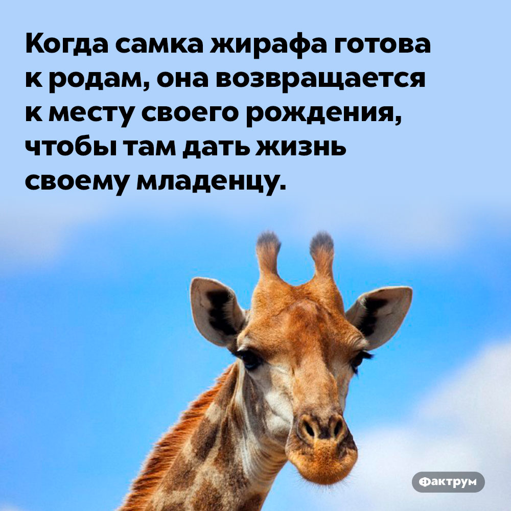 Жирафы стараются рождать детёнышей там, где родились сами. Когда самка жирафа готова к родам, она возвращается к месту своего рождения, чтобы там дать жизнь своему младенцу