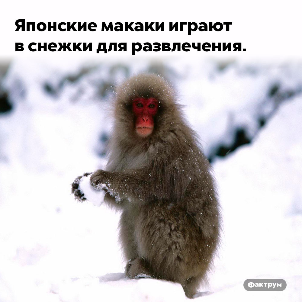 Японские макаки играют в снежки для развлечения. Японские макаки играют в снежки для развлечения