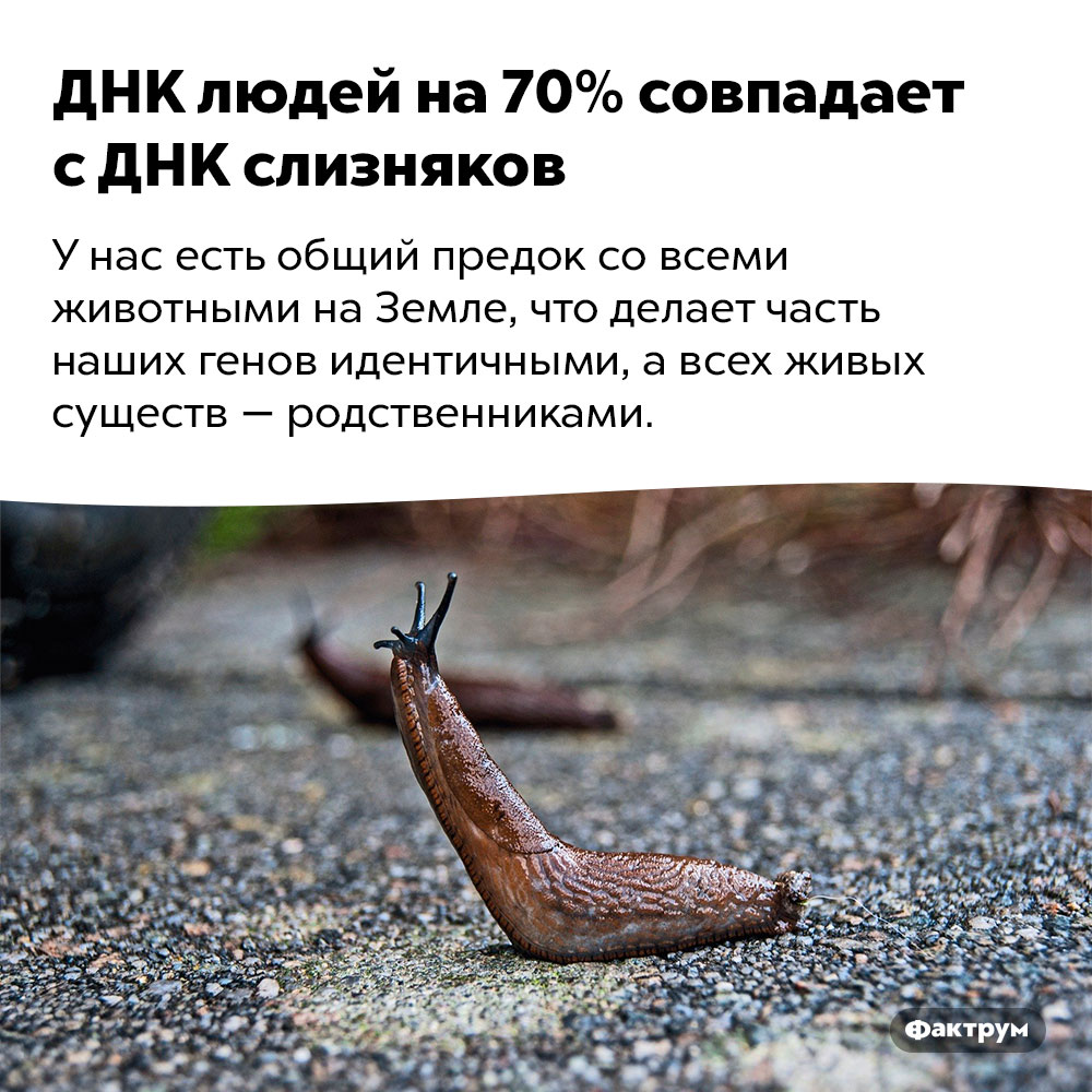 ДНК людей на 70% совпадает с ДНК слизняков. У нас есть общий предок со всеми животными на Земле, что делает часть наших генов идентичными, а всех живых существ — родственниками.