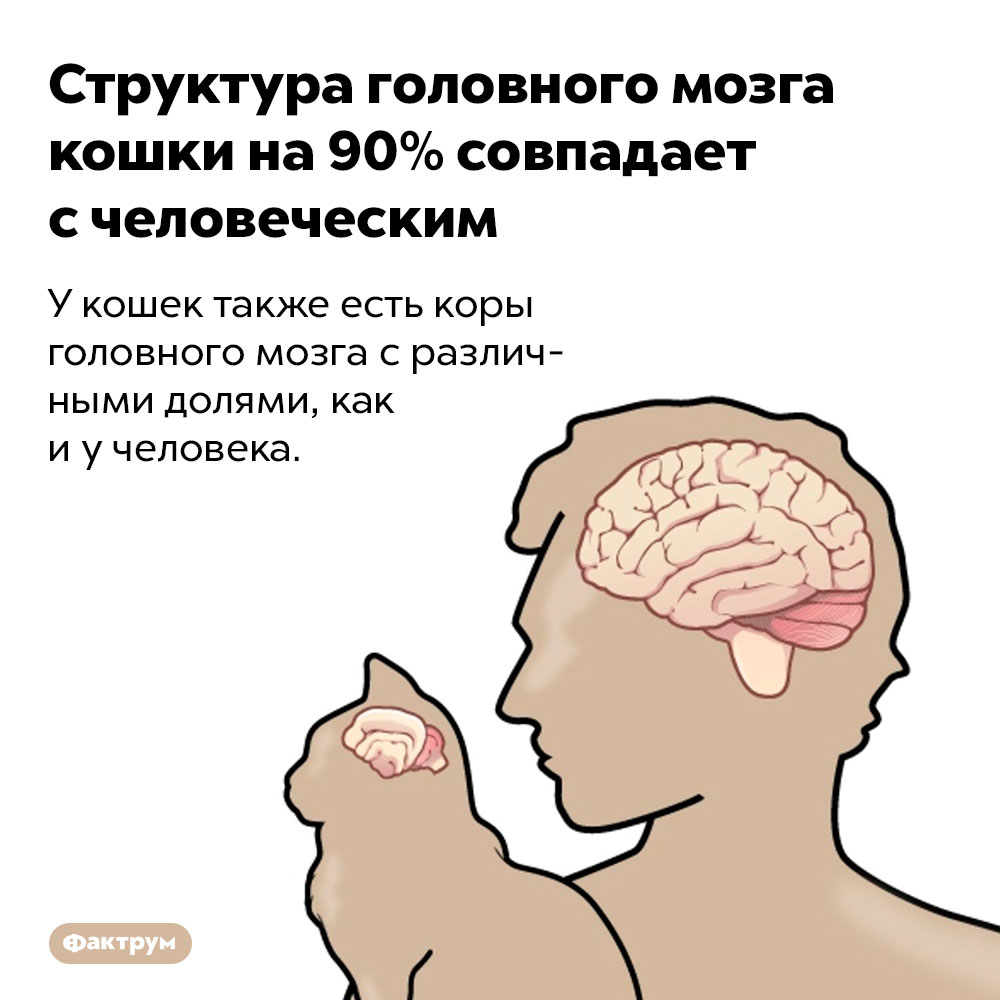 Структура головного мозга кошки на 90% совпадает с человеческим. У кошек также есть коры головного мозга с различными долями, как и у человека.