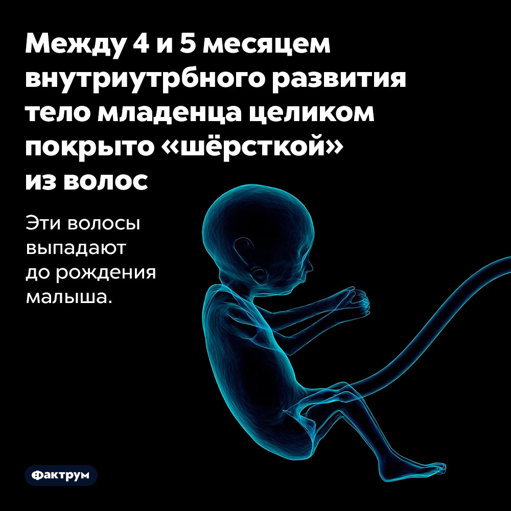 Между 4 и 5 месяцем внутриутрбного развития тело младенца целиком покрыто «шёрсткой» из волос. Эти волосы выпадают до рождения малыша.