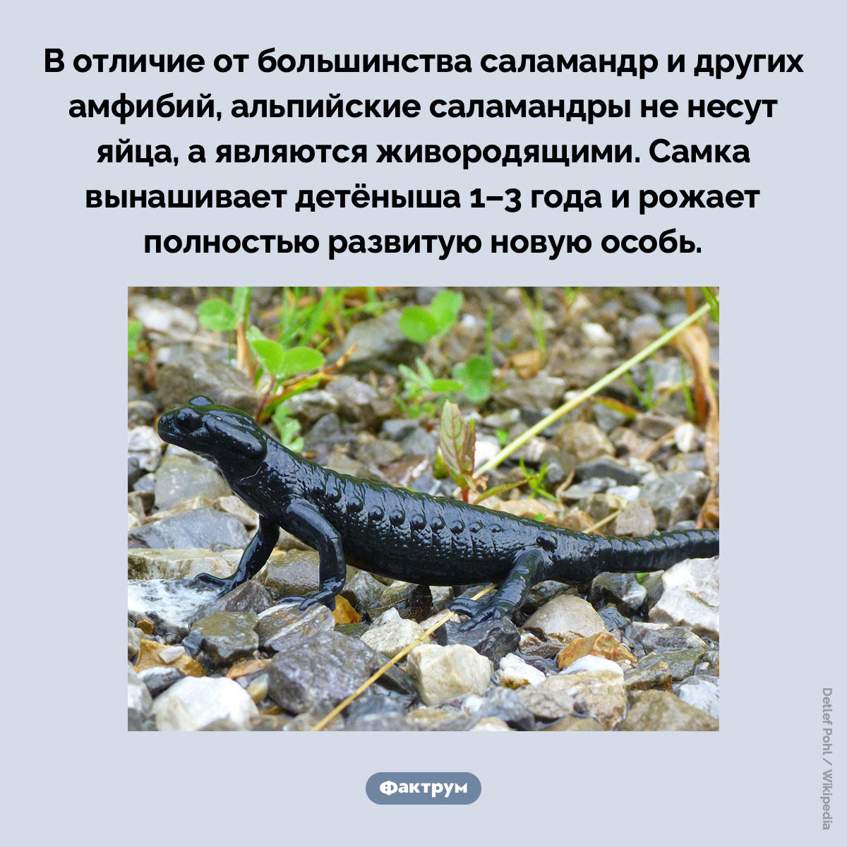 Альпийская саламандра вынашивает детёнышей три года. В отличие от большинства саламандр и других амфибий, альпийские саламандры не несут яйца, а являются живородящими. Самка вынашивает детёныша 1–3 года и рожает полностью развитую новую особь.