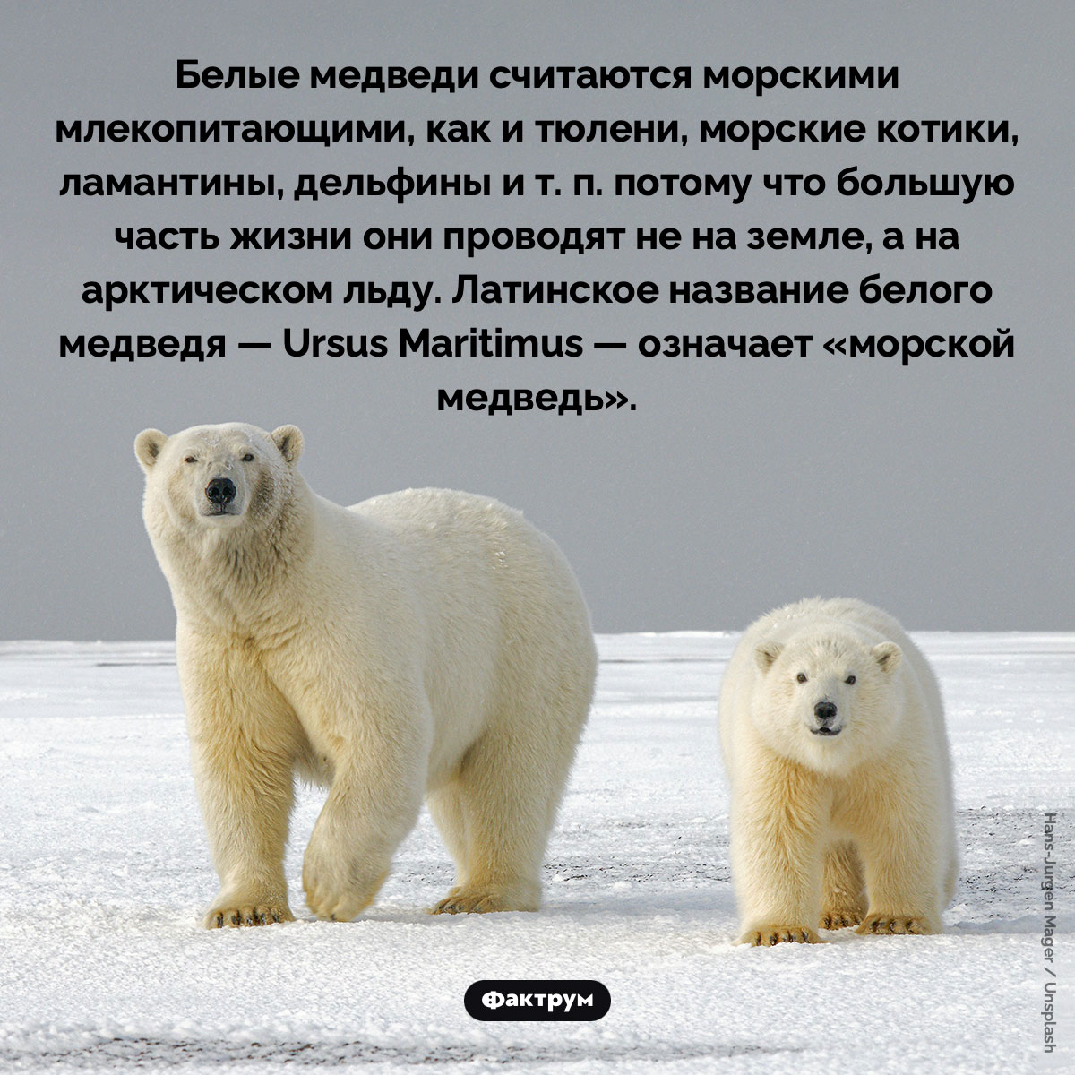 Белые медведи считаются морскими млекопитающими. Как и тюлени, морские котики, ламантины, дельфины и т. п. Характерная особенность морских млекопитающих животных — это то, что большую часть жизни они проводят не на земле, а на арктическом льду. Латинское название белого медведя — Ursus Maritimus — означает «морской медведь».