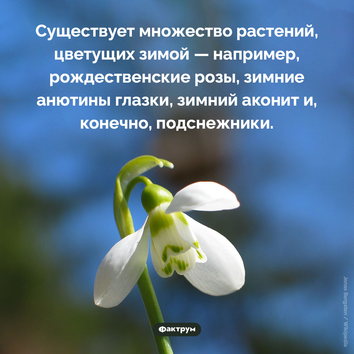 Цветы, цветущие зимой. Существует множество растений, цветущих зимой — например, рождественские розы, зимние анютины глазки, зимний аконит и, конечно, подснежники.