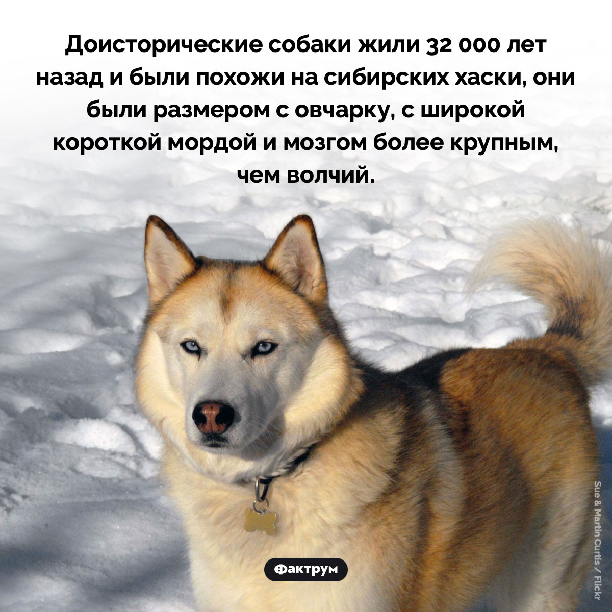 Доисторические собаки. Доисторические собаки жили 32 000 лет назад и были похожи на сибирских хаски, они были размером с овчарку, с широкой короткой мордой и мозгом более крупным, чем волчий.