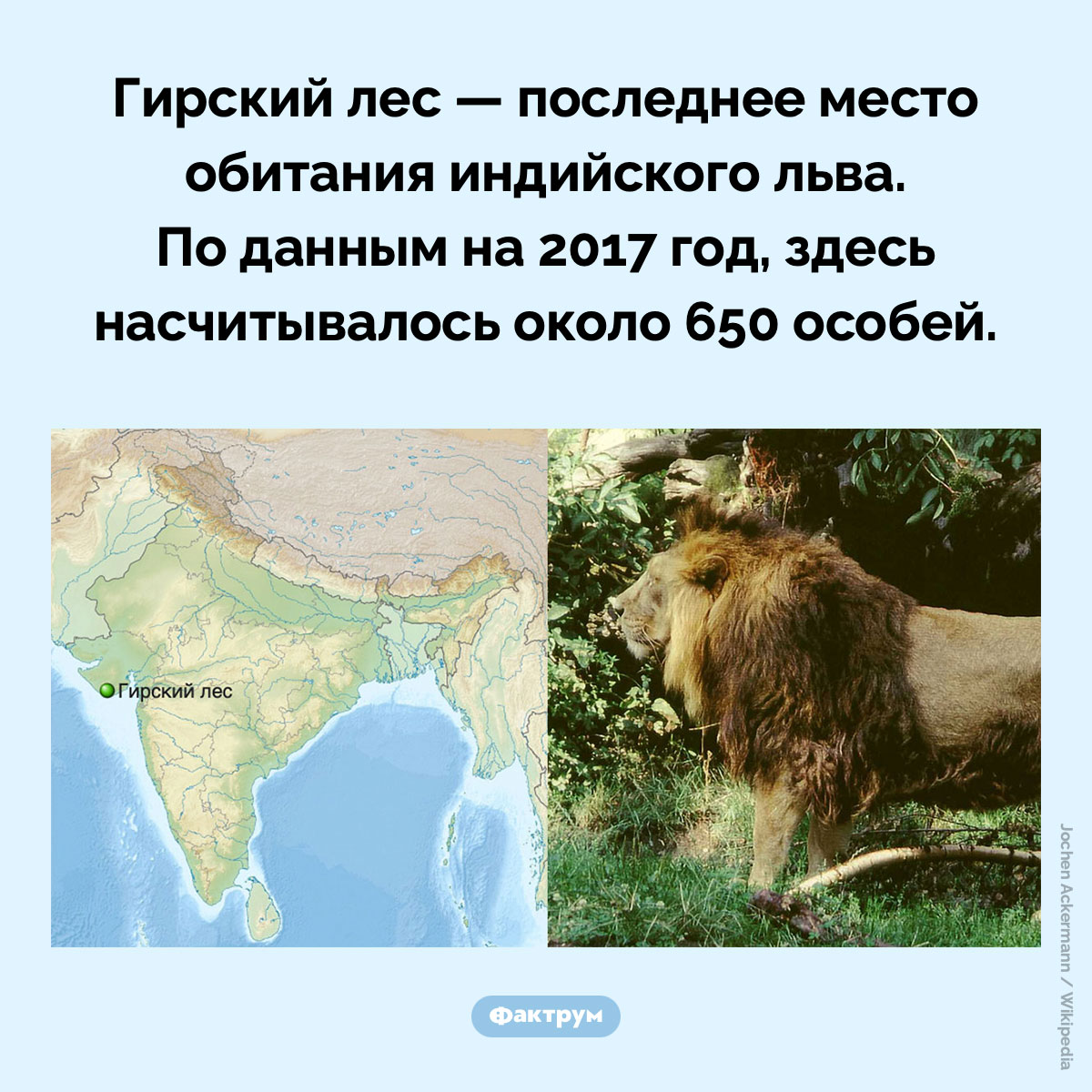 Гирский лес. Гирский лес — последнее место обитания индийского льва. По данным на 2017 год, здесь насчитывалось около 650 особей.