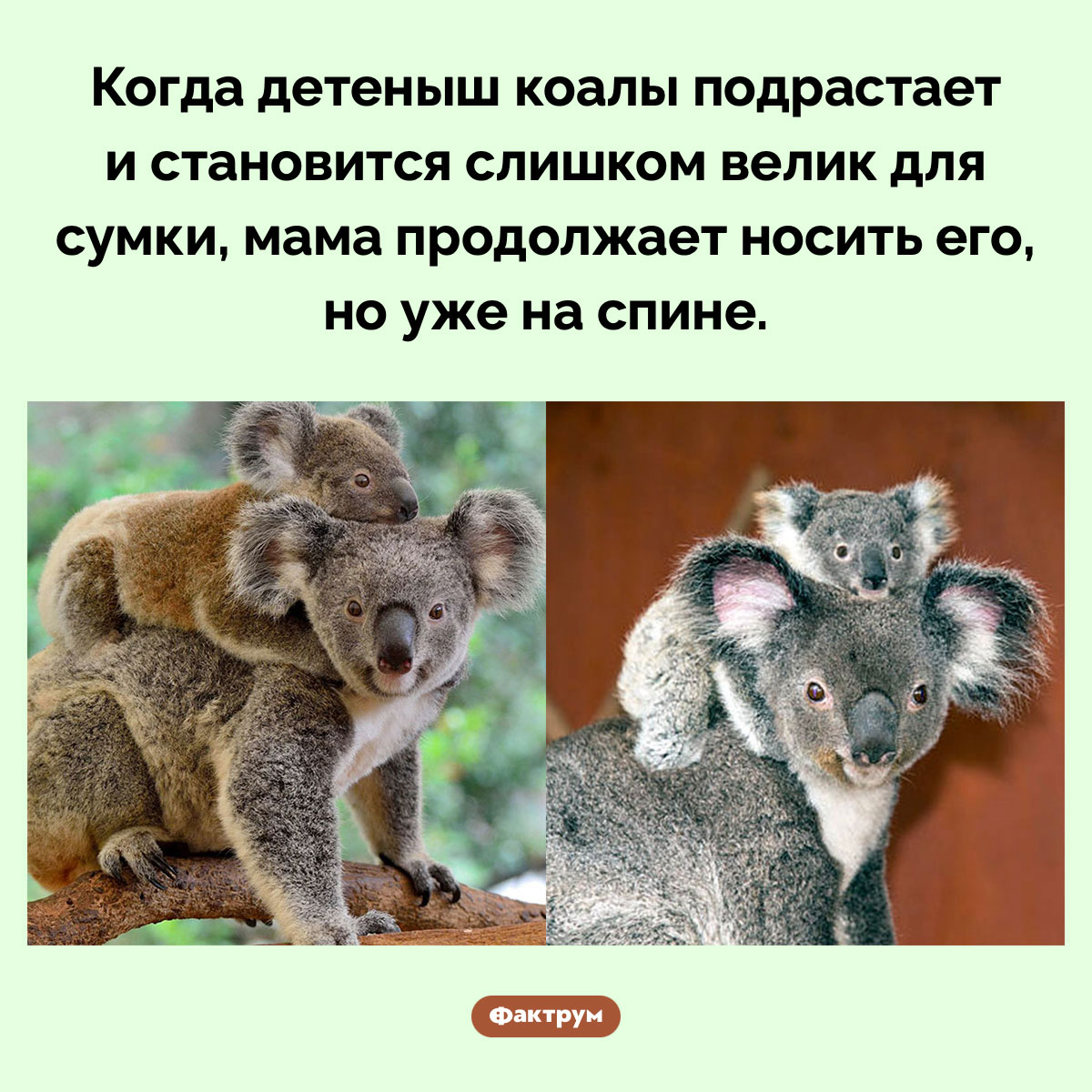 Как коалы носят детенышей. Когда детеныш коалы подрастает и становится слишком велик для сумки, мама продолжает носить его, но уже на спине.