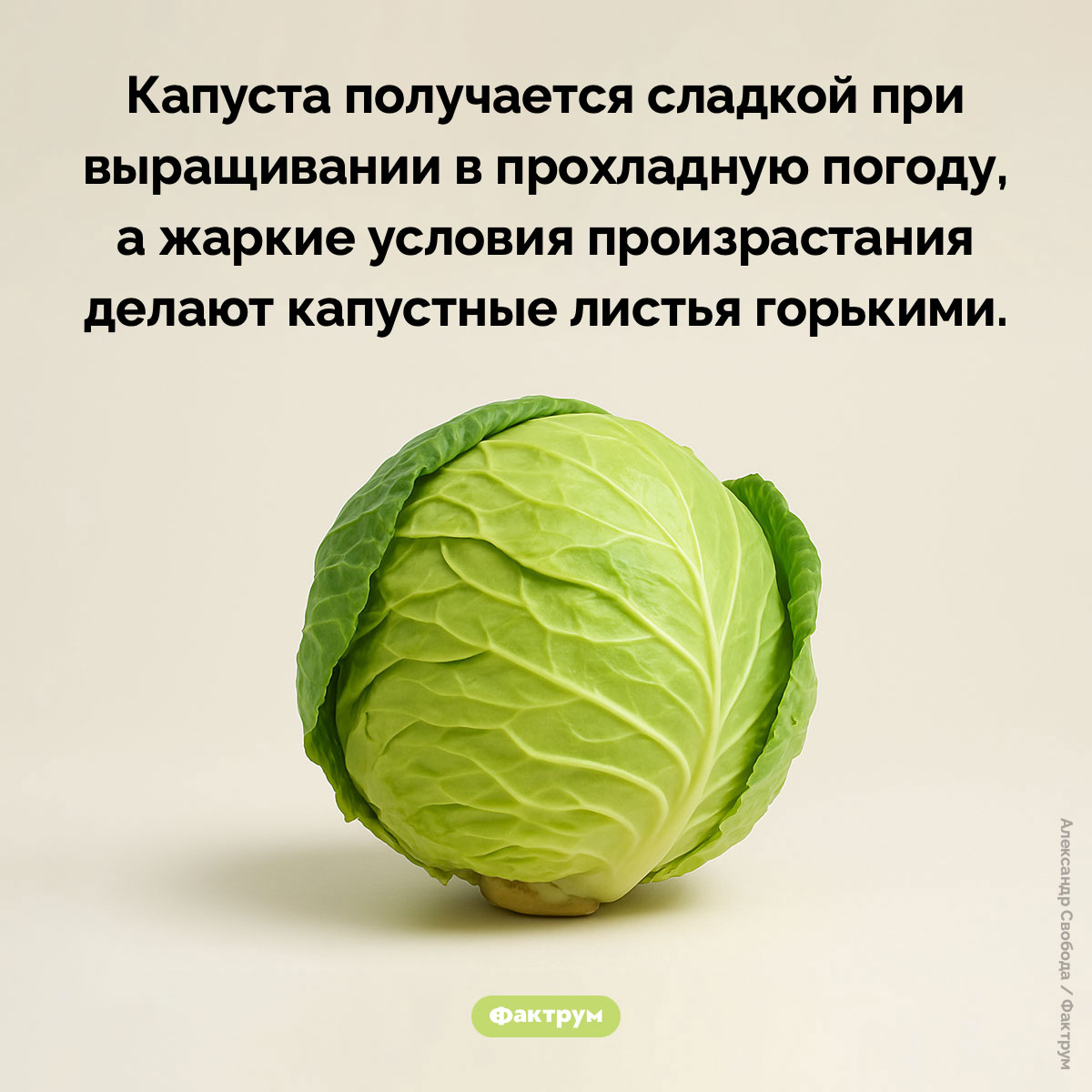 Как вырастить сладкую капусту