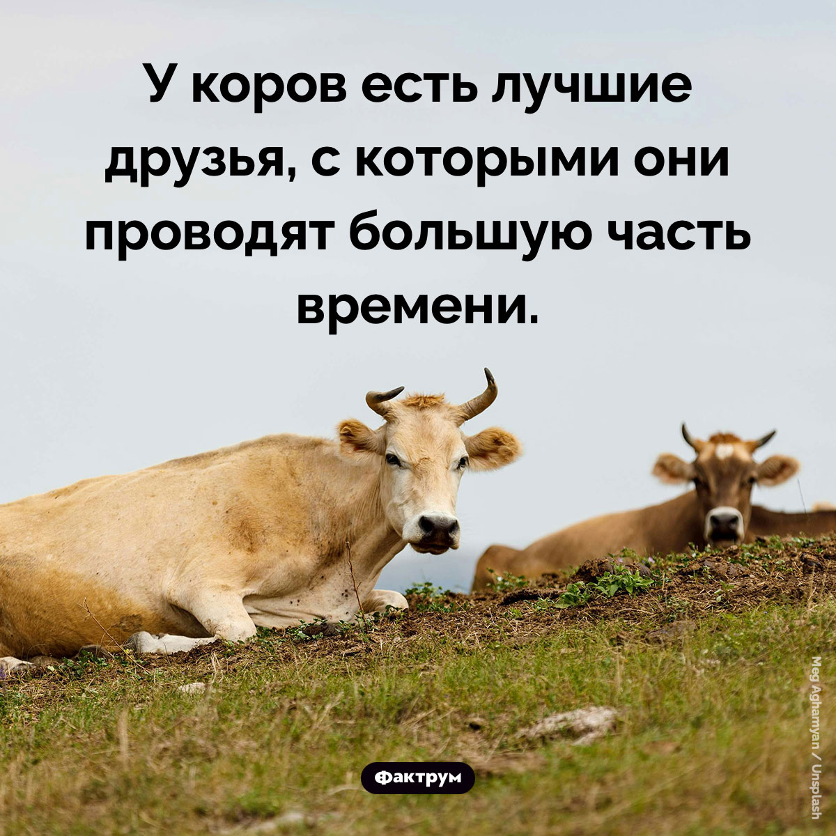 Коровы-друзья. У коров есть лучшие друзья, с которыми они проводят большую часть времени.