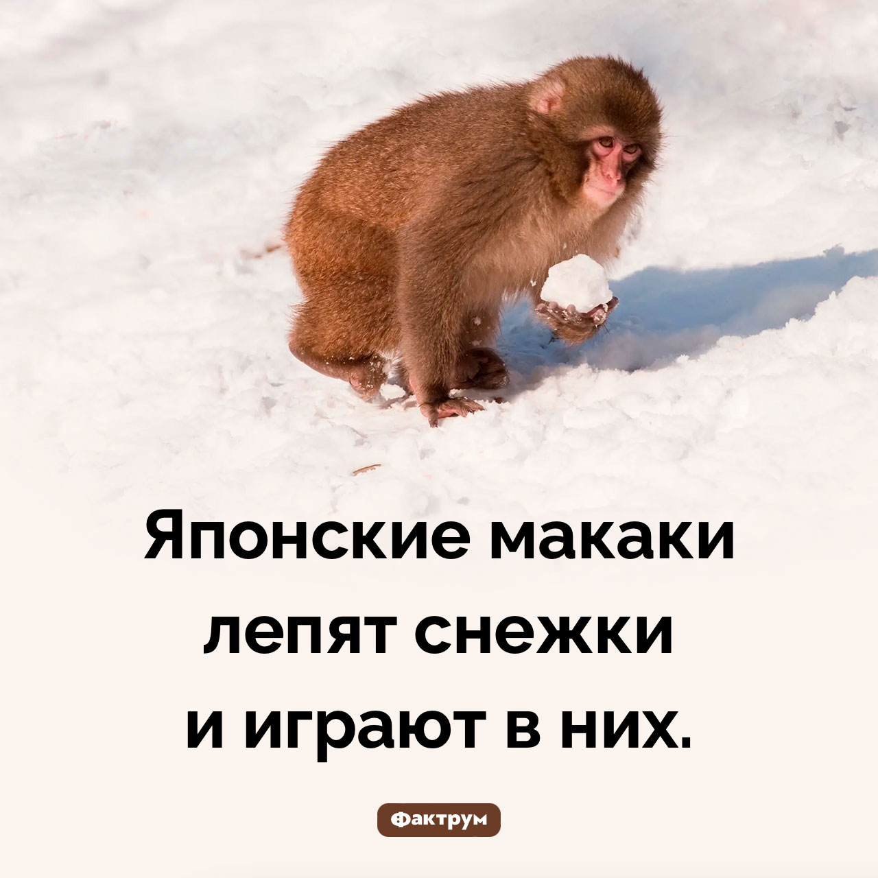 Макаки играют в снежки