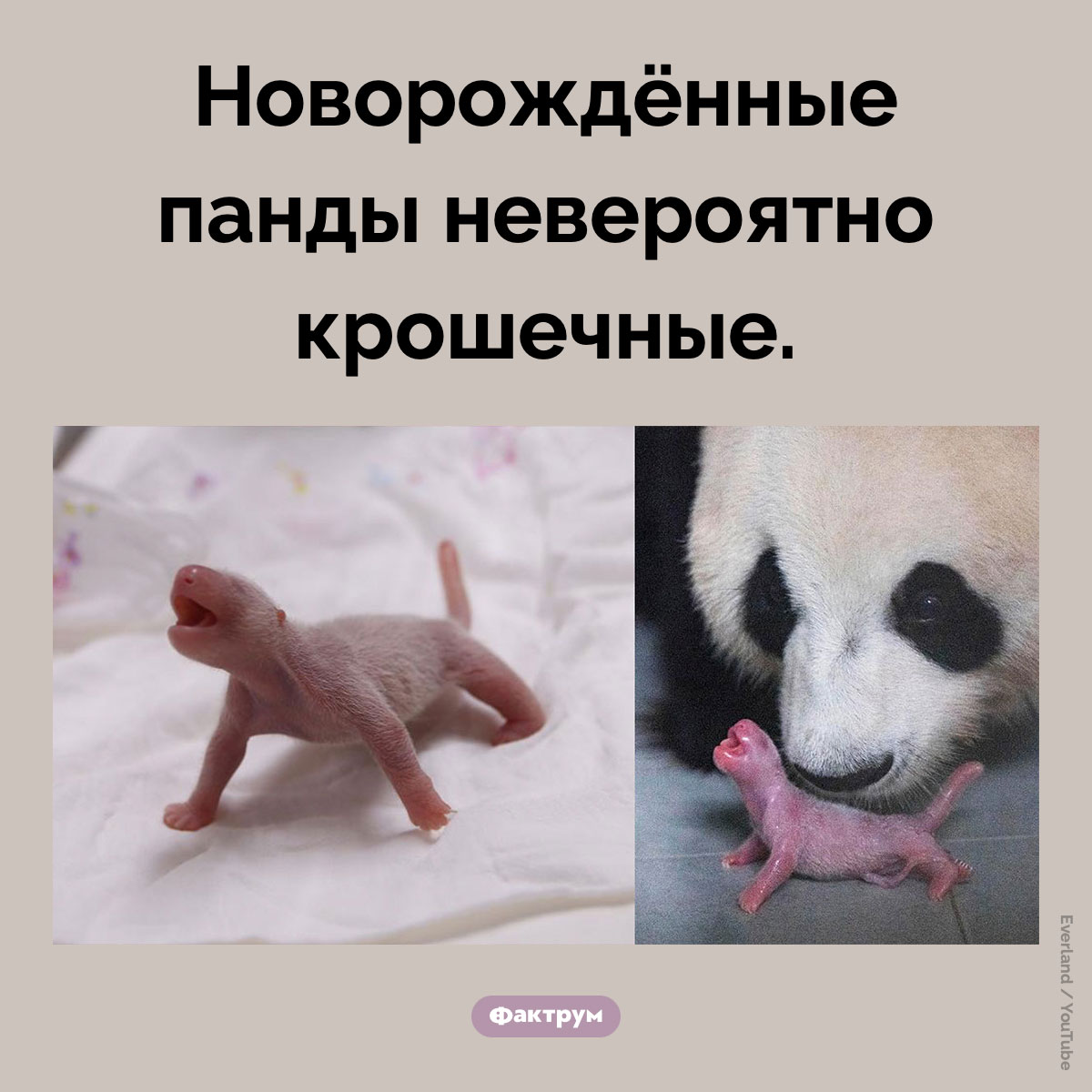 Новорождённые панды. Новорождённые панды невероятно крошечные.