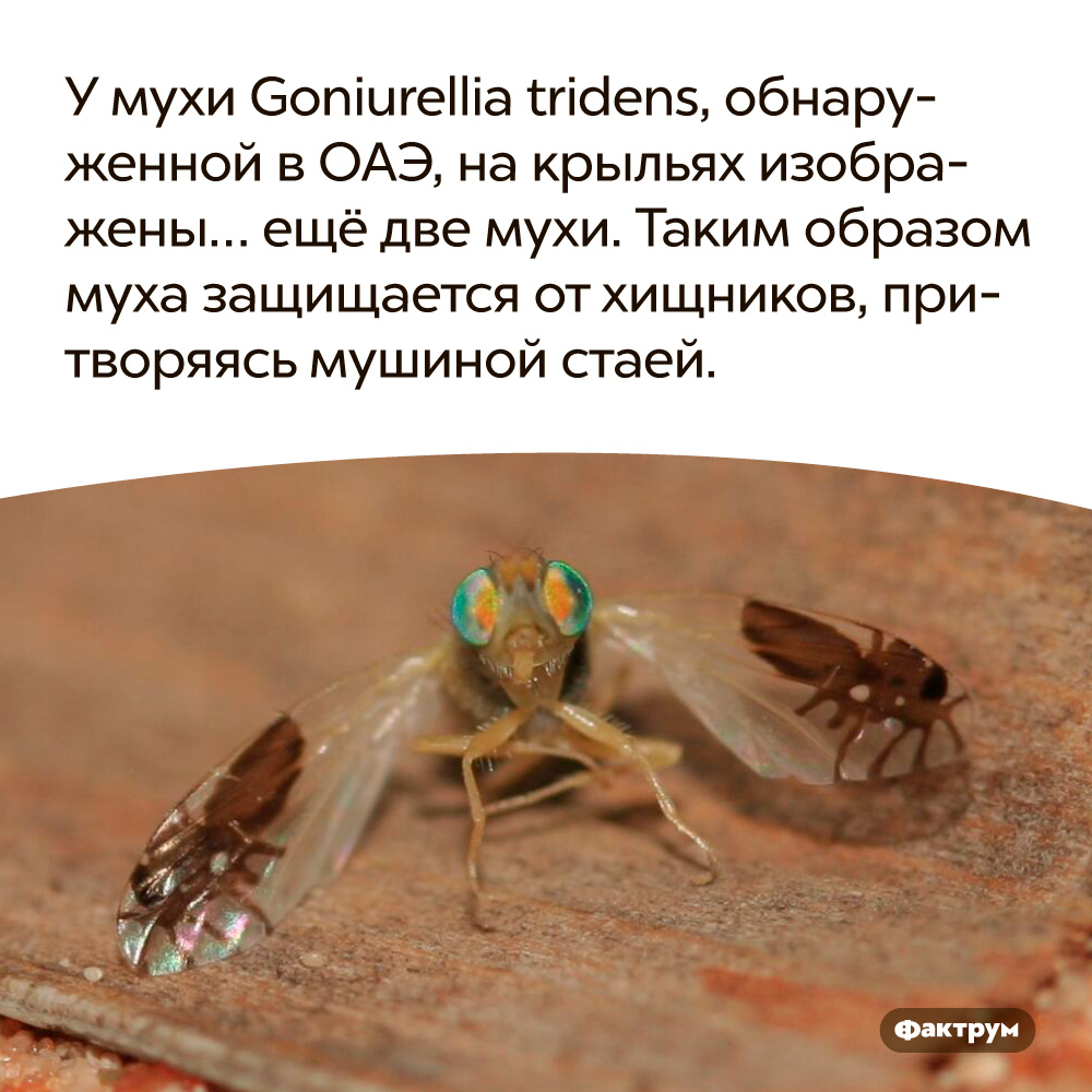 У мухи Goniurellia tridens, обнаруженной в ОАЭ, на крыльях изображены… ещё две мухи. Таким образом муха защищается от хищников, притворяясь «мушиной стаей».