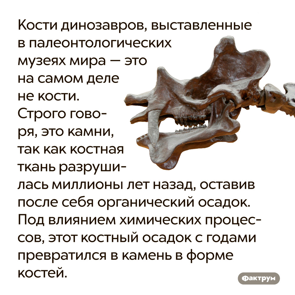 Кости динозавров, выставленные в палеонтологических музеях мира — это на самом деле не кости. Строго говоря, это камни, так как костная ткань разрушилась миллионы лет назад, оставив после себя органический осадок. Под влиянием химических процессов, этот костный осадок с годами превратился в камень в форме костей.