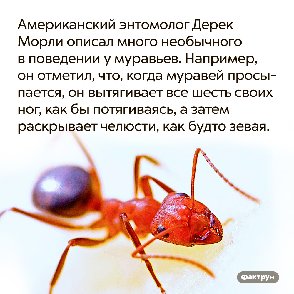 Американский энтомолог Дерек Морли описал много необычного в поведении у муравьев. Например, он отметил, что, когда муравей просыпается, он вытягивает все шесть своих ног, как бы потягиваясь, а затем раскрывает челюсти, как будто зевая.