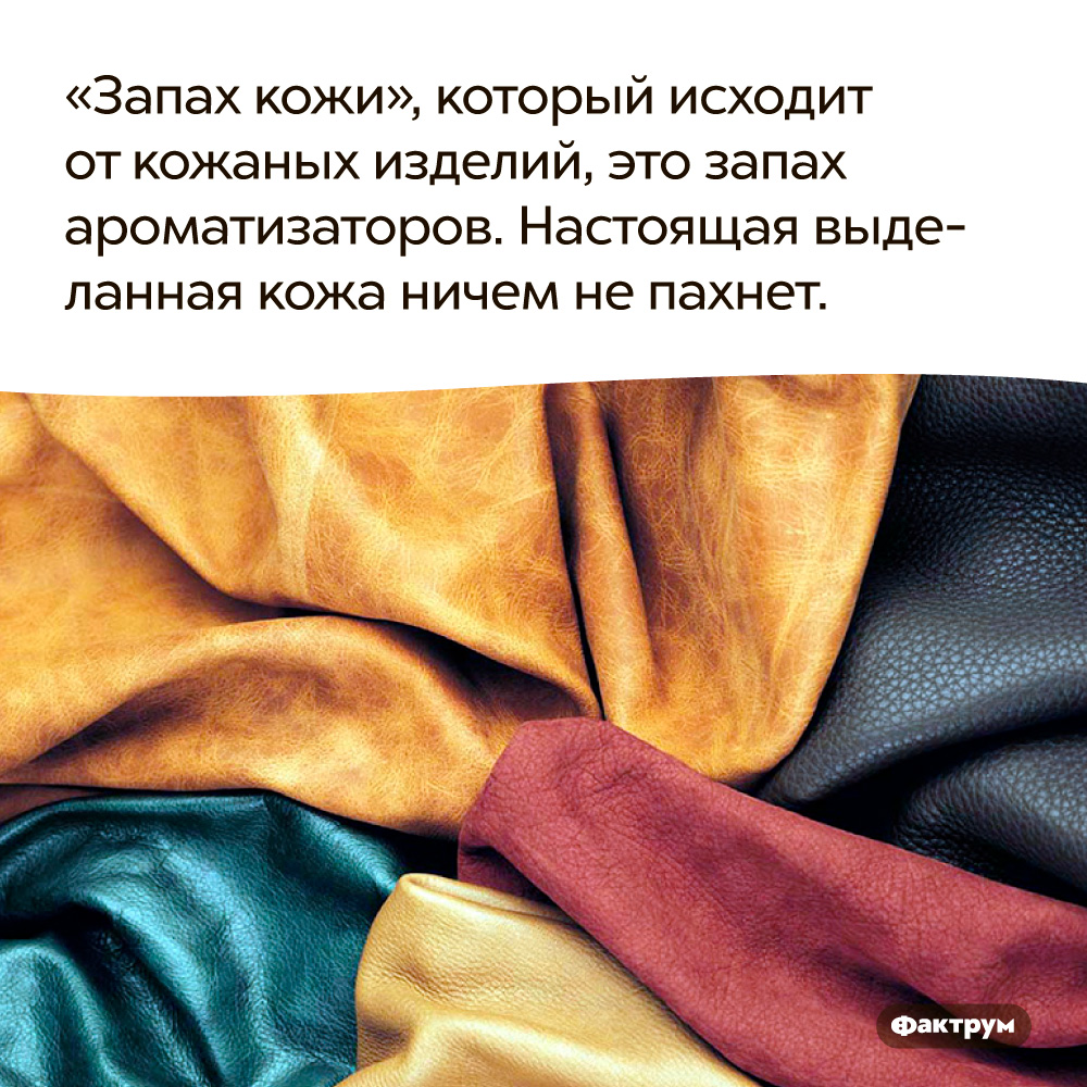 «Запах кожи», который исходит от кожаных изделий, это запах ароматизаторов. Настоящая выделанная кожа ничем не пахнет.