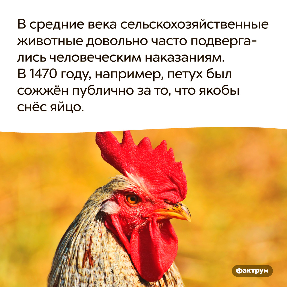 В средние века сельскохозяйственные животные довольно часто подвергались человеческим наказаниям. В Средние века сельскохозяйственные животные довольно часто подвергались человеческим наказаниям. В 1470 году, например, петух был сожжён публично за то, что, якобы, снёс яйцо.