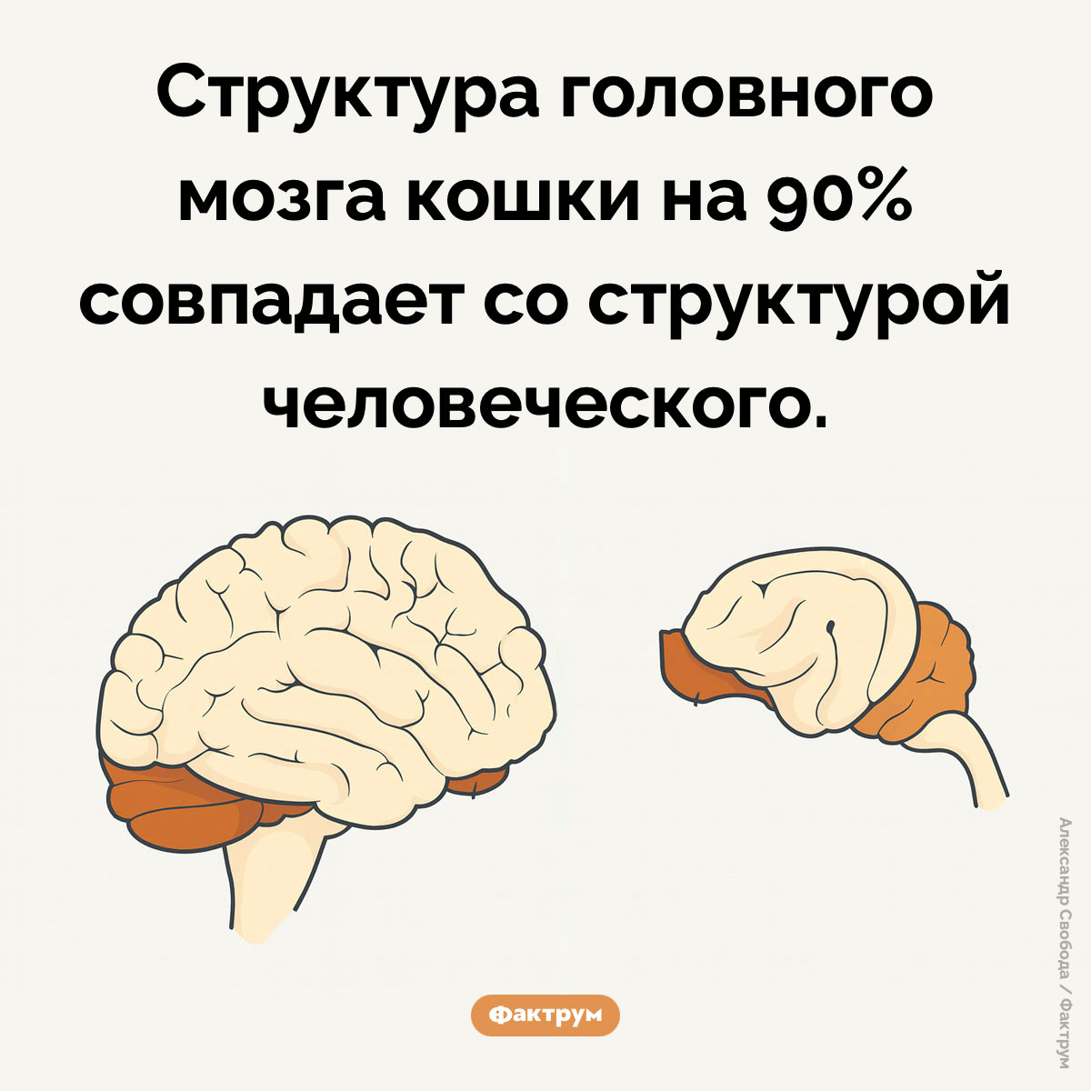 Сравнение головного мозга кошки с человеческим. Структура головного мозга кошки на 90% совпадает со структурой человеческого.