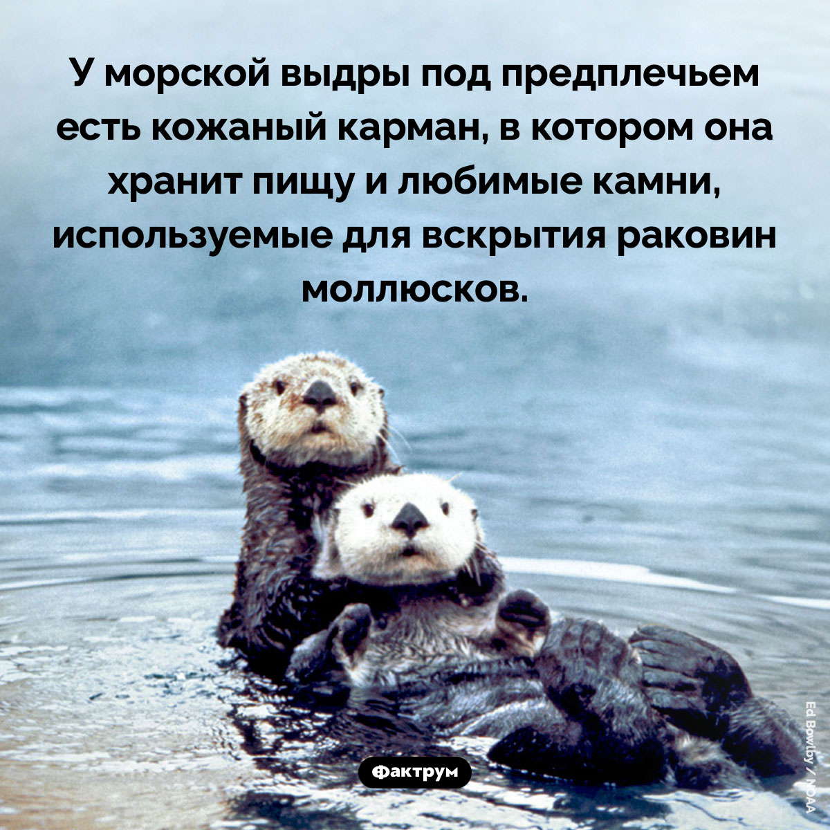 У морских выдр под предплечьем есть карман. У морской выдры под предплечьем есть кожаный карман, в котором она хранит пищу и любимые камни, используемые для вскрытия раковин моллюсков.