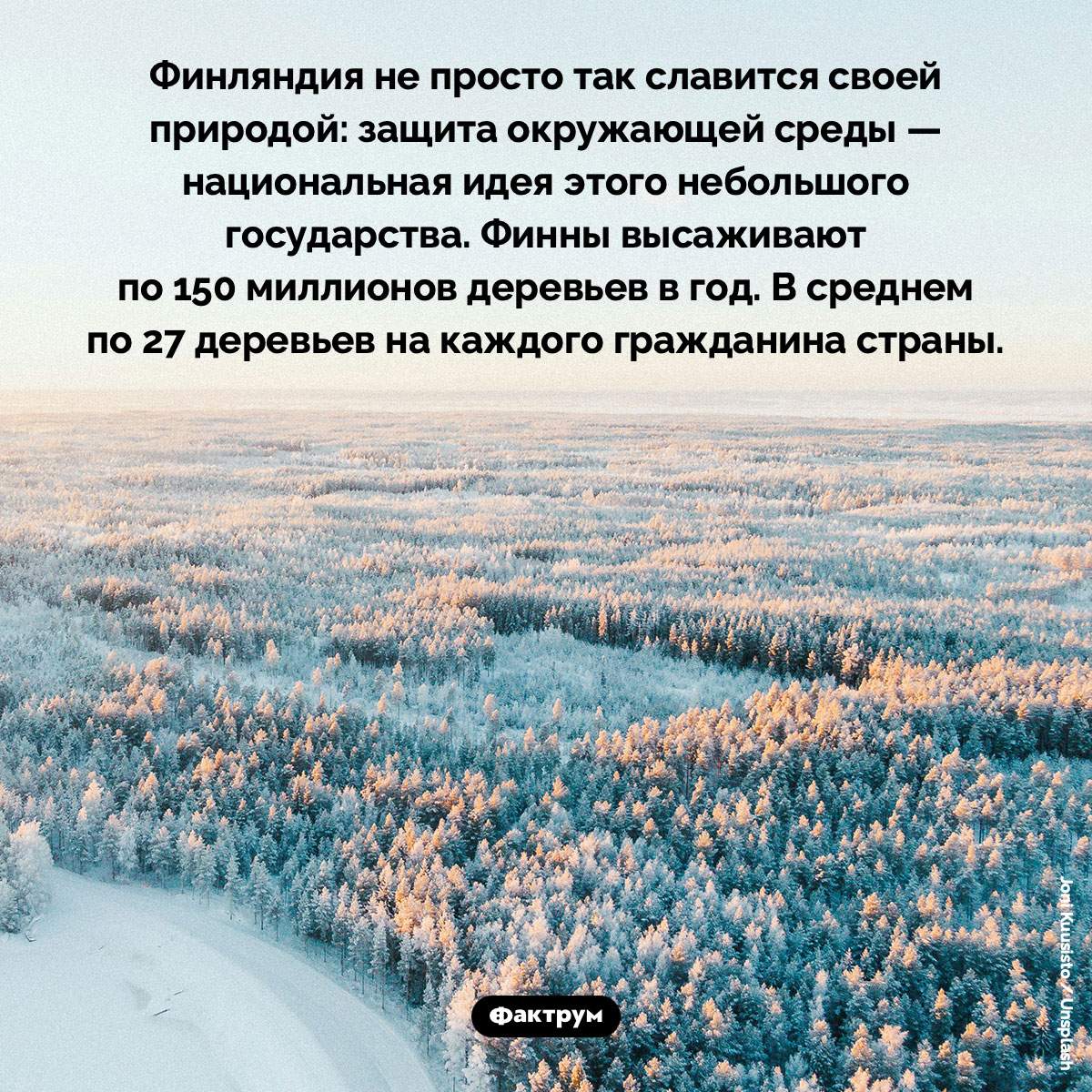 В Финляндии сажают 150 000 000 деревьев ежегодно
