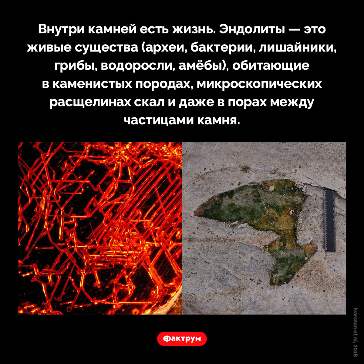 Внутри камней есть жизнь. Внутри камней есть жизнь. Эндолиты — это живые существа (археи, бактерии, лишайники, грибы, водоросли, амёбы), обитающие в каменистых породах, микроскопических расщелинах скал и даже в порах между частицами камня.