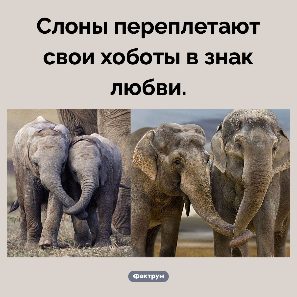 Зачем слоны переплетают хоботы. Слоны переплетают свои хоботы в знак любви.