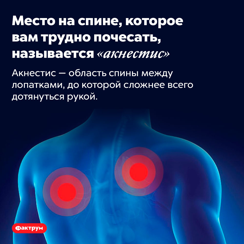 Место на спине, которое вам трудно почесать, называется «акнестис». Акнестис — область спины между лопатками, до которой сложнее всего дотянуться рукой.