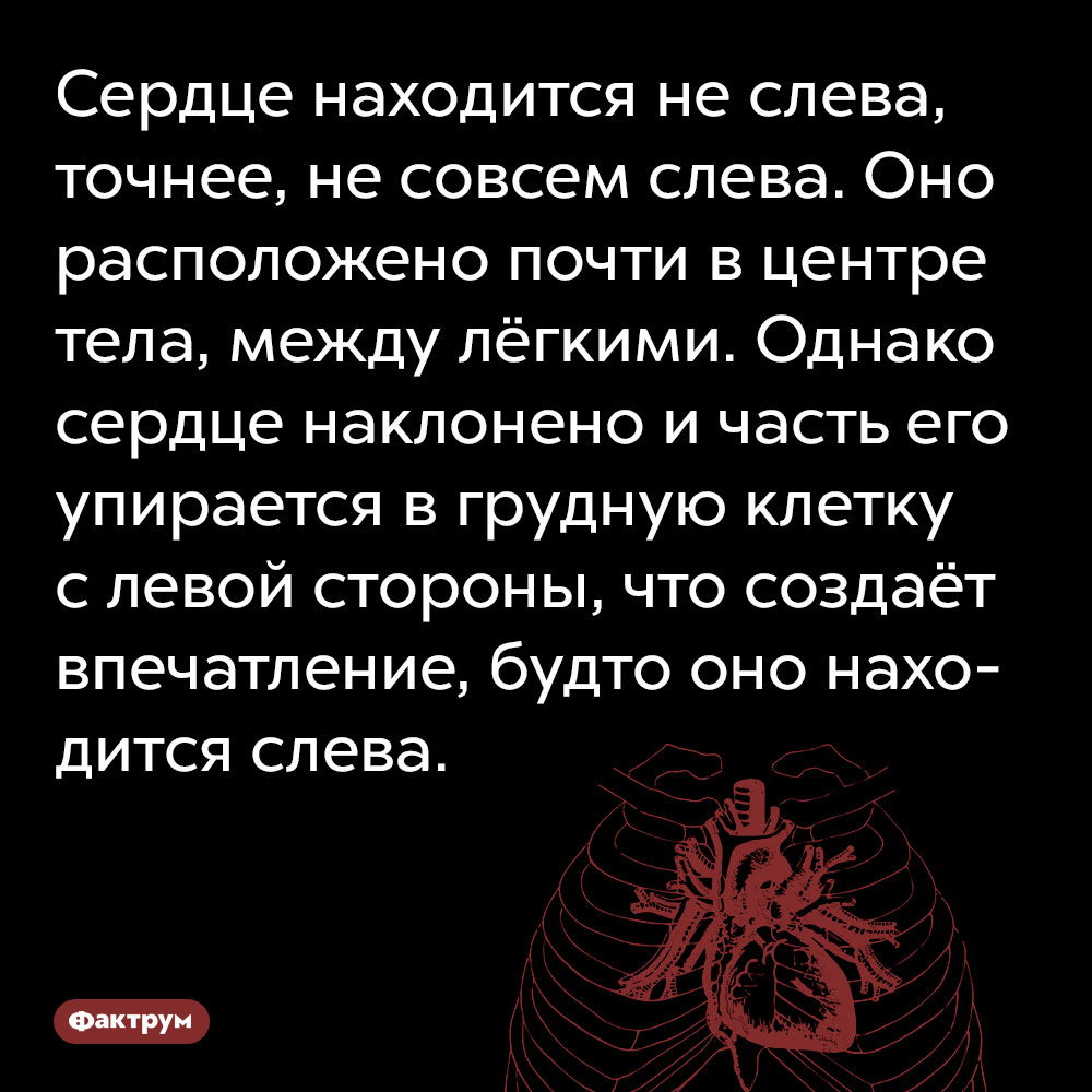 Сердце находится не слева. Точнее, не совсем слева. Оно расположено почти в центре тела, между лёгкими. Однако сердце наклонено и часть его упирается в грудную клетку с левой стороны, что создаёт впечатление, будто оно находится слева.
