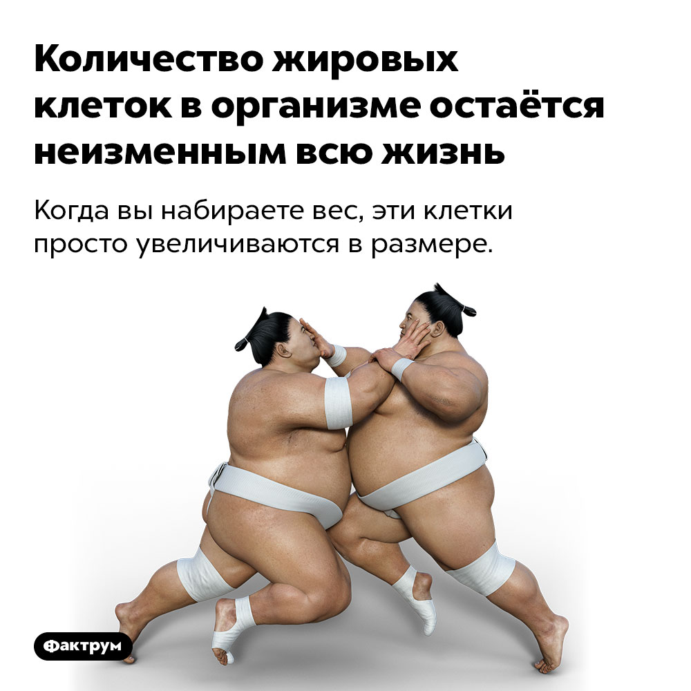 Количество жировых клеток в организме остаётся неизменным всю жизнь. Когда вы набираете вес, эти клетки просто увеличиваются в размере.