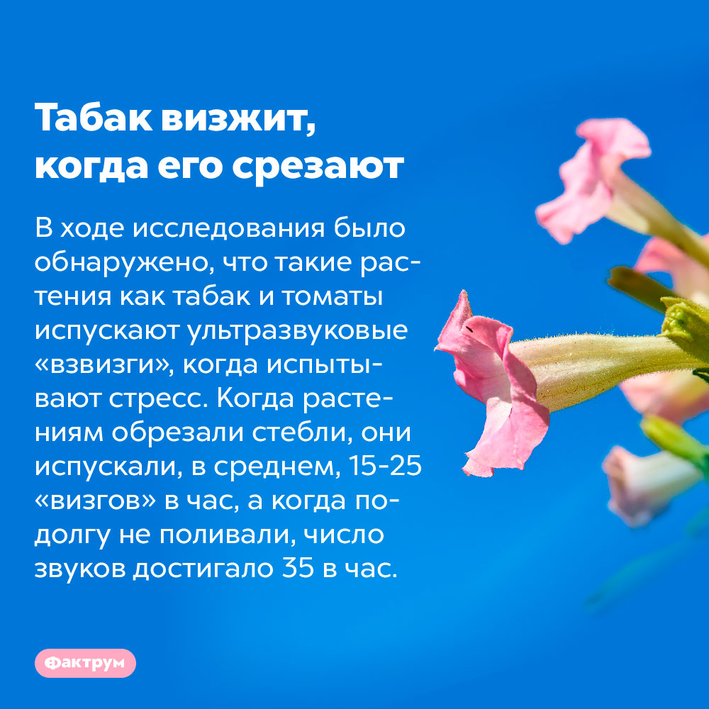 Табак визжит, когда его срезают. В ходе исследования было обнаружено, что такие растения как табак и томаты испускают ультразвуковые «взвизги», когда испытывают стресс. Когда растениям обрезали стебли, они испускали, в среднем, 15-25 «визгов» в час, а когда подолгу не поливали, число звуков достигало 35 в час.