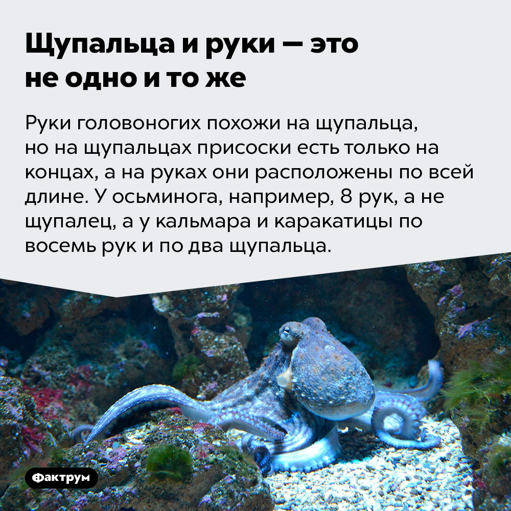 Щупальца и руки — это не одно и то же. Руки головоногих похожи на щупальца, но на щупальцах присоски есть только на концах, а на руках они расположены по всей длине. У осьминога, например, 8 рук, а не щупалец, а у кальмара и каракатицы по восемь рук и по два щупальца.