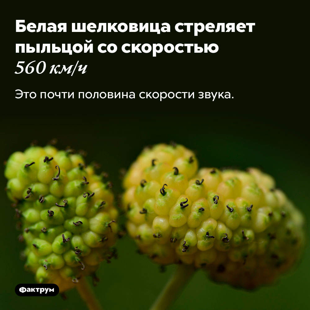 Белая шелковица стреляет пыльцой со скоростью 560 км/ч. Это почти половина скорости звука.