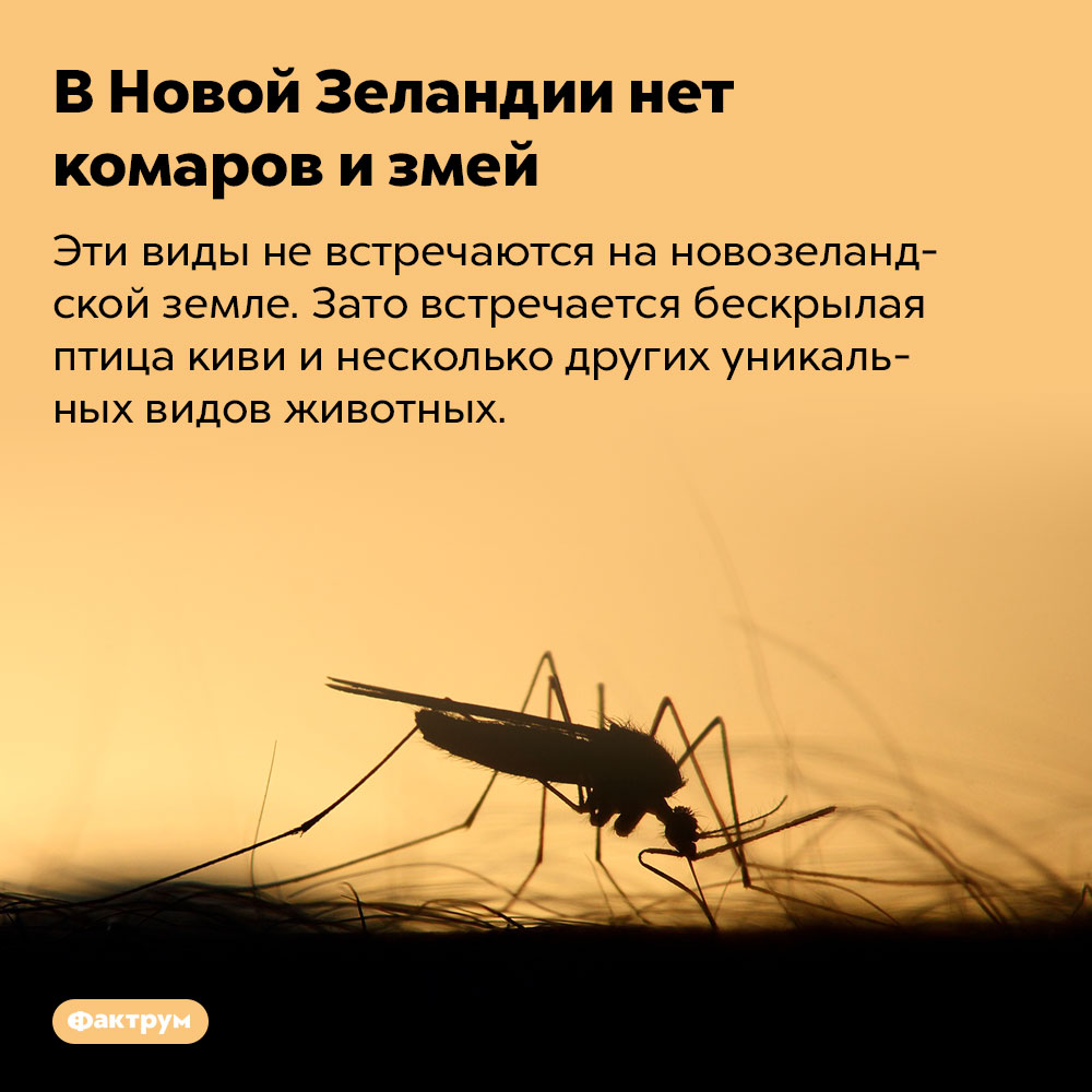 В Новой Зеландии нет комаров и змей. Эти виды не встречаются на новозеландской земле. Зато встречается бескрылая птица киви и несколько других уникальных видов животных.