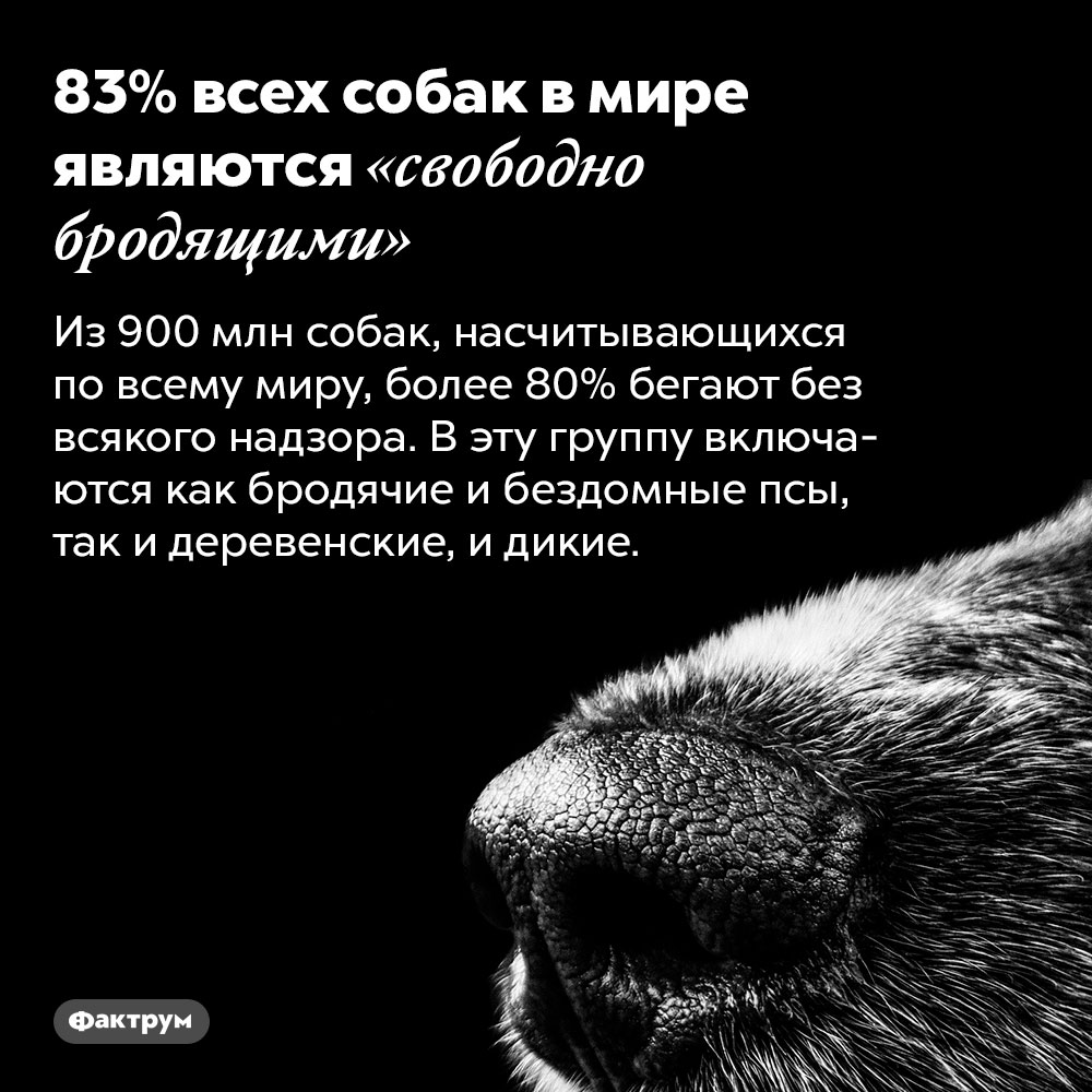 83% всех собак в мире являются «свободно бродящими». Из 900 млн собак, насчитывающихся по всему миру, более 80% бегают без всякого надзора. В эту группу включаются как бродячие и бездомные псы, так и деревенские, и дикие.