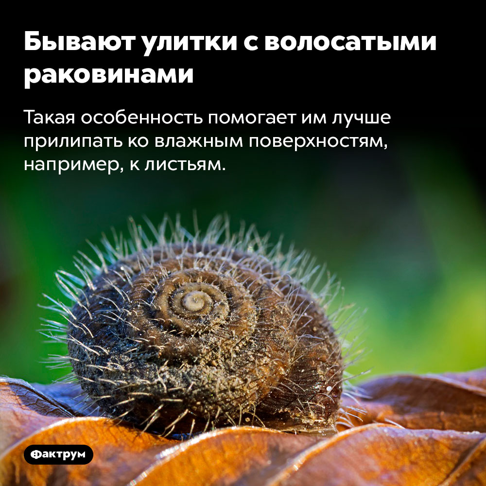 Бывают улитки с волосатыми раковинами. Такая особенность помогает им лучше прилипать ко влажным поверхностям, например, к листьям.