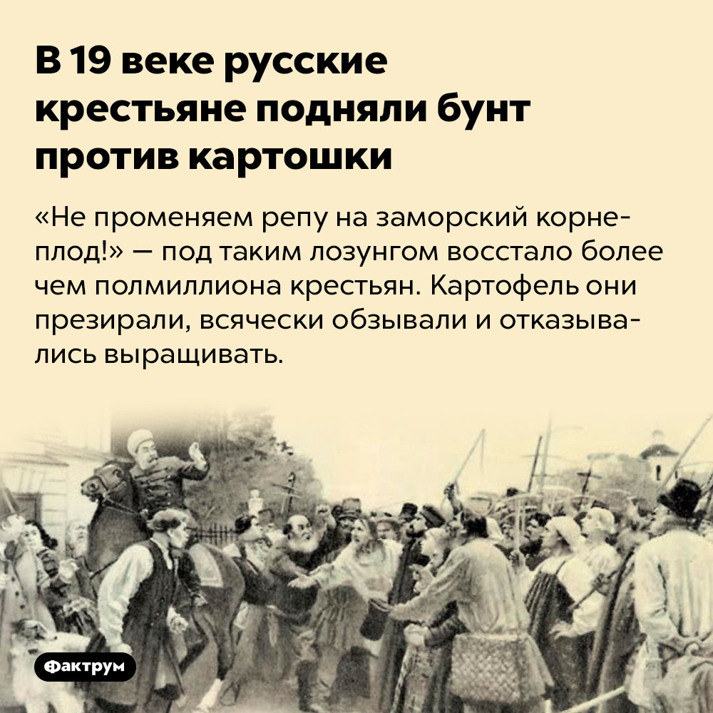 В 19 веке русские крестьяне подняли бунт против картошки. «Не променяем репу на заморский корнеплод!» — под таким лозунгом восстало более чем полмиллиона крестьян. Картофель они презирали, всячески обзывали и отказывались выращивать.
