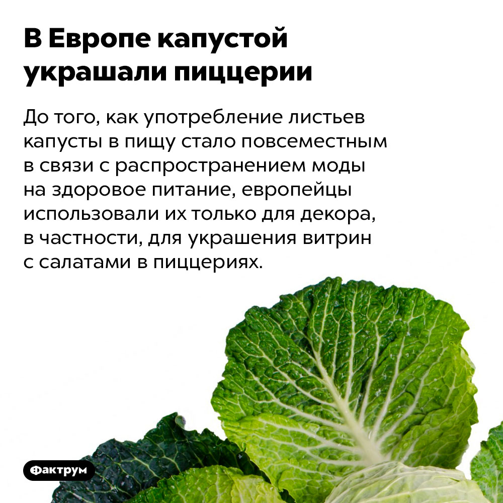 В Европе капустой украшали пиццерии. До того, как употребление листьев капусты в пищу стало повсеместным в связи с распространением моды на здоровое питание, европейцы использовали их только для декора, в частности, для украшения витрин с салатами в пиццериях.
