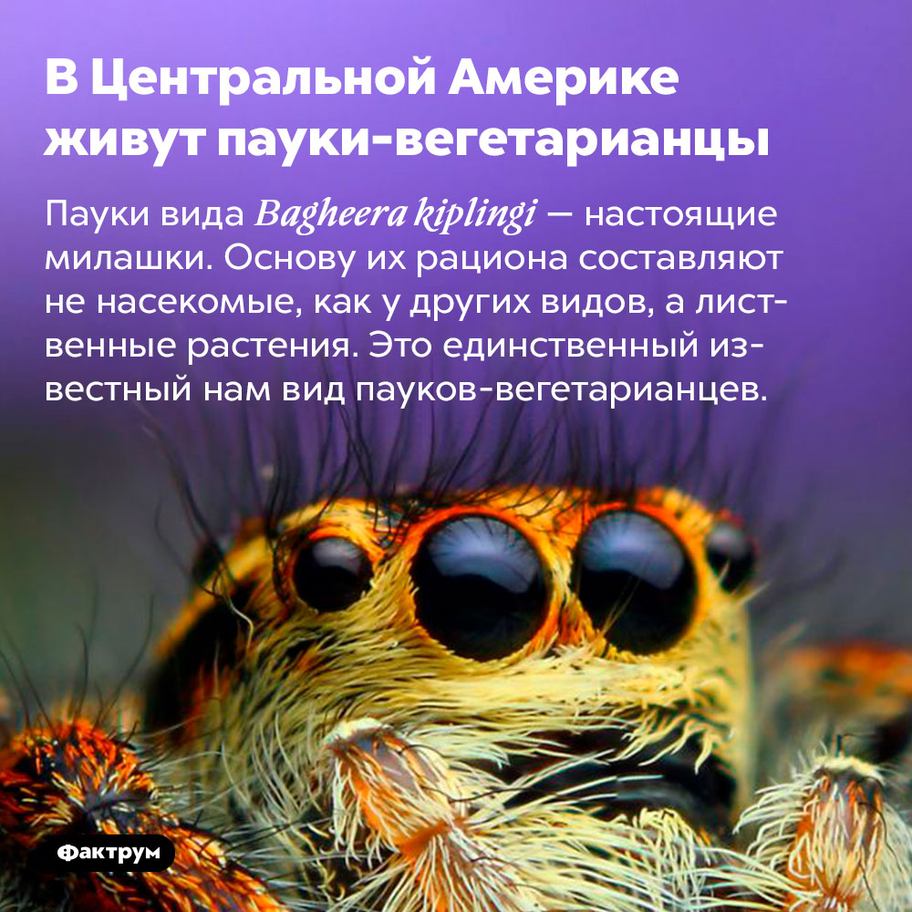 В Центральной Америке живут пауки-вегетарианцы. Пауки вида Bagheera kiplingi — настоящие милашки. Основу их рациона составляют не насекомые, как у других видов, а лиственные растения. Это единственный известный нам вид пауков-вегетарианцев.