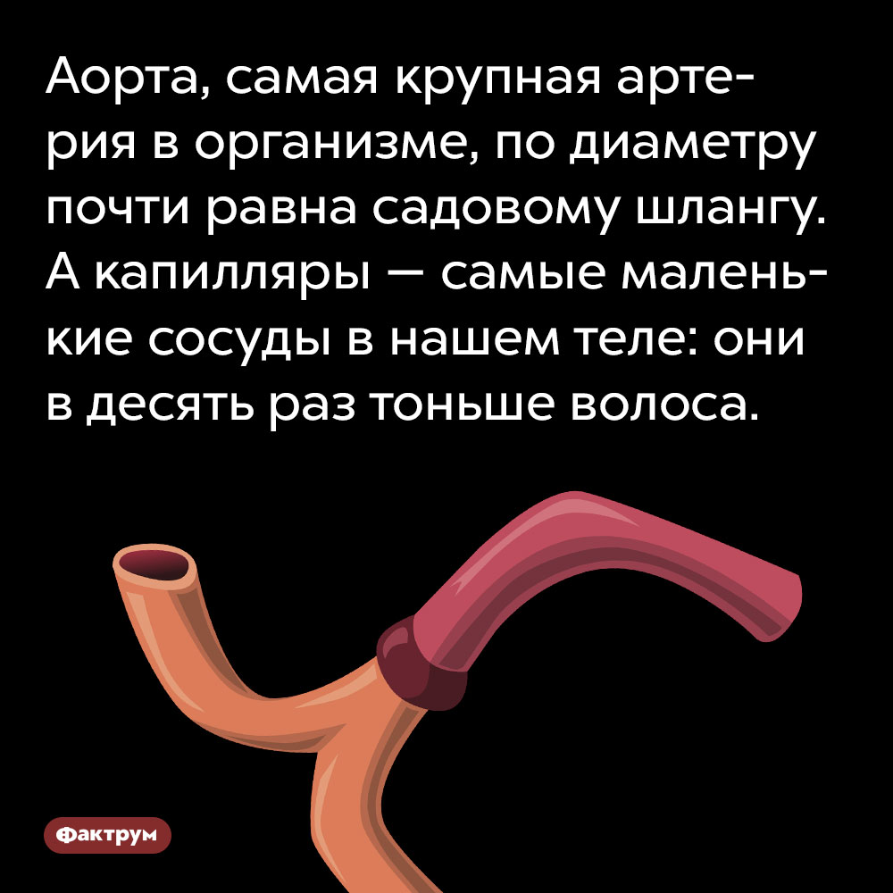 Аорта, самая крупная артерия в организме, по диаметру почти равна садовому шлангу. А капилляры — самые маленькие сосуды в нашем теле: они в десять раз тоньше волоса.
