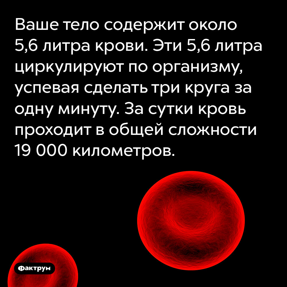 Ваше тело содержит около 5,6 литра крови. Эти 5,6 литра циркулируют по организму, успевая сделать три круга за одну минуту. За сутки кровь проходит в общей сложности 19 000 километров.
