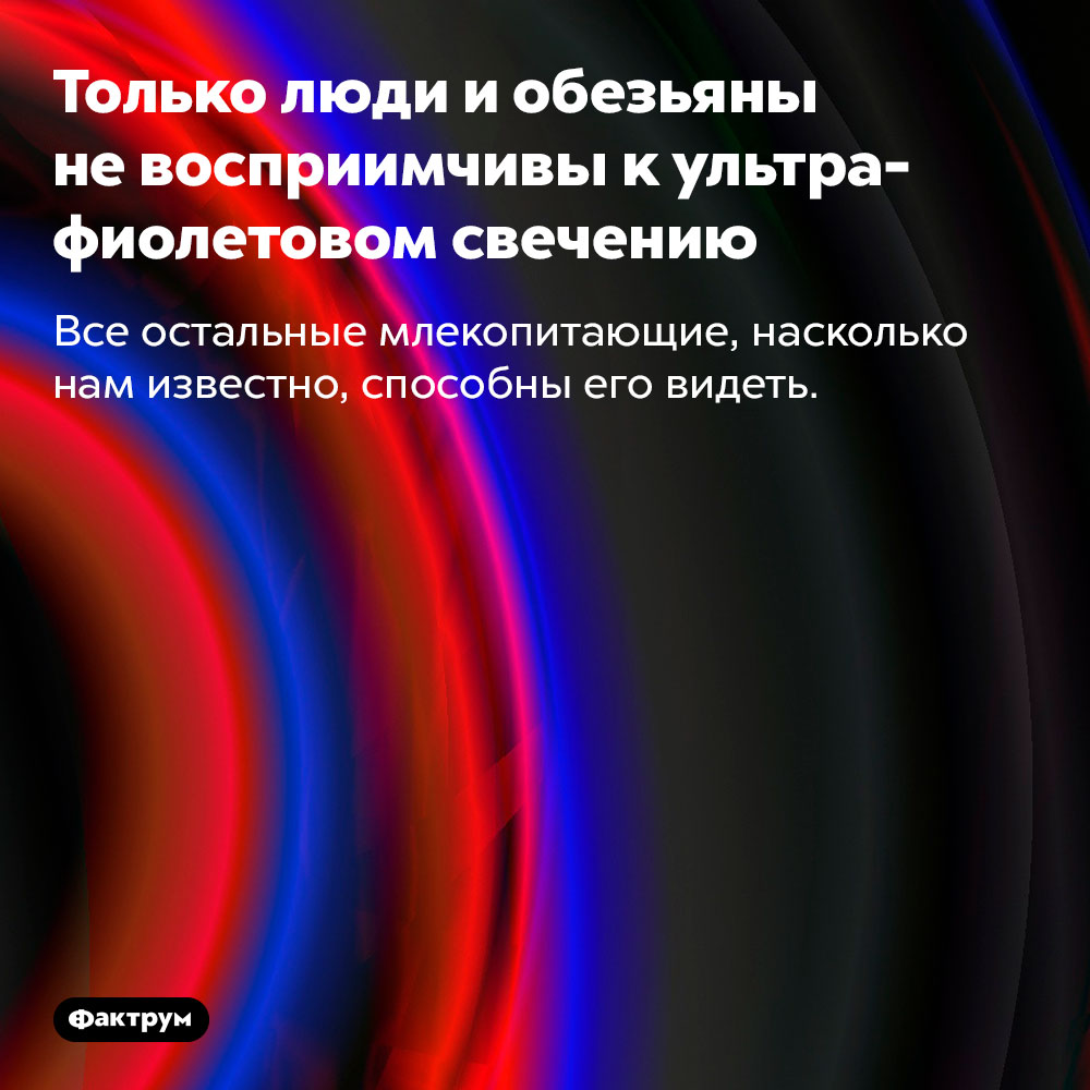 Только люди и обезьяны невосприимчивы к ультрафиолетовом свечению. Все остальные млекопитающие, насколько нам известно, способны его видеть.