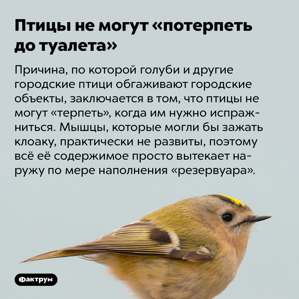 Птицы не могут «потерпеть до туалета». Причина, по которой голуби и другие городские птици обгаживают городские объекты, заключается в том, что птицы не могут «терпеть», когда им нужно испражниться. Мышцы, которые могли бы зажать клоаку, практически не развиты, поэтому всё её содержимое просто вытекает наружу по мере наполнения «резервуара».