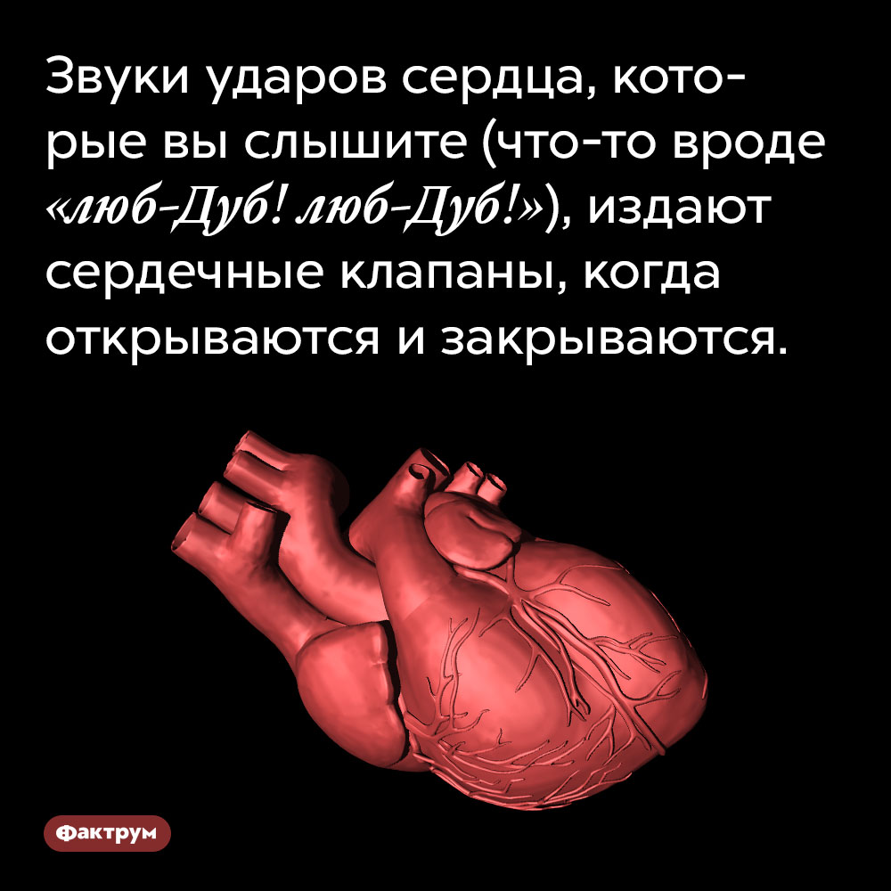 Звуки ударов сердца, которые вы слышите (что-то вроде «люб-Дуб! люб-Дуб!»), издают сердечные клапаны, когда открываются и закрываются. 